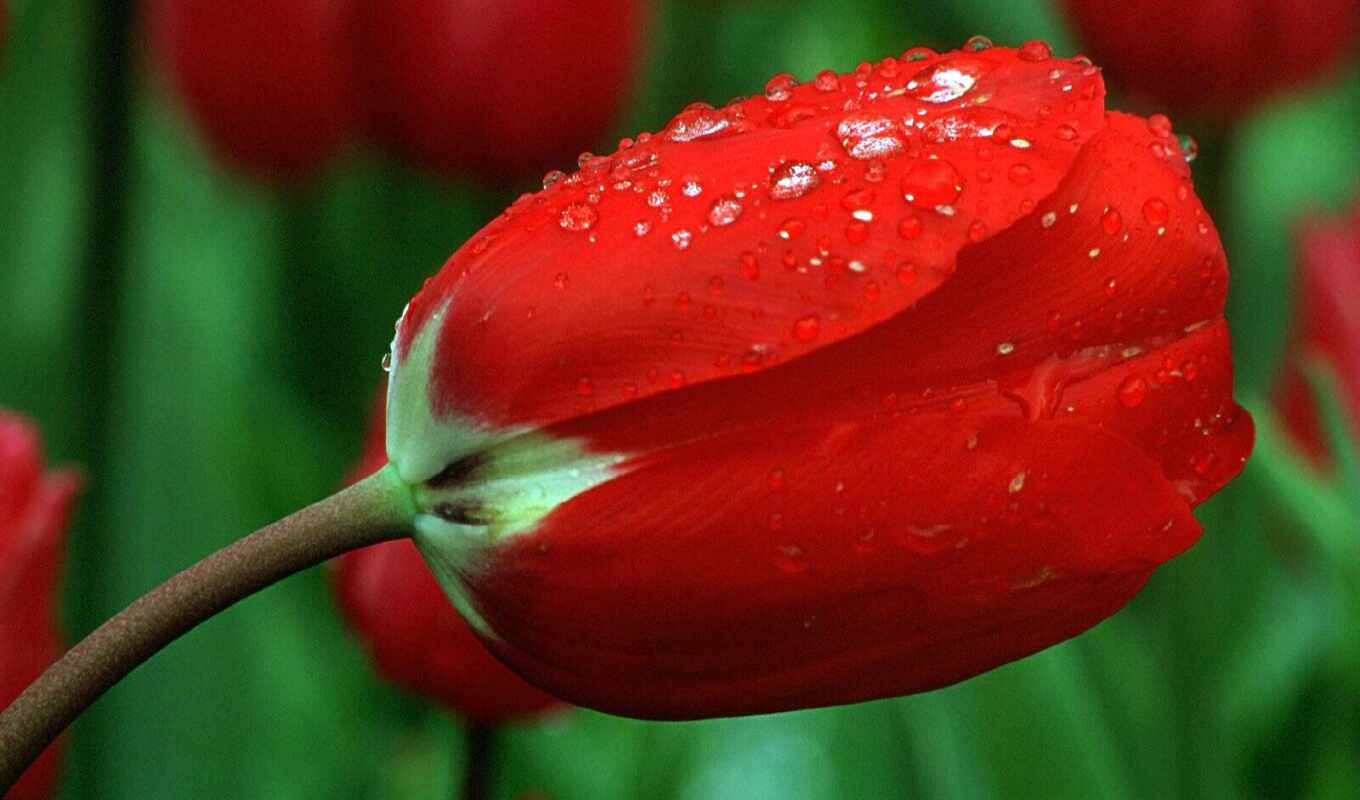 flowers, drop, petal, dew, tulip