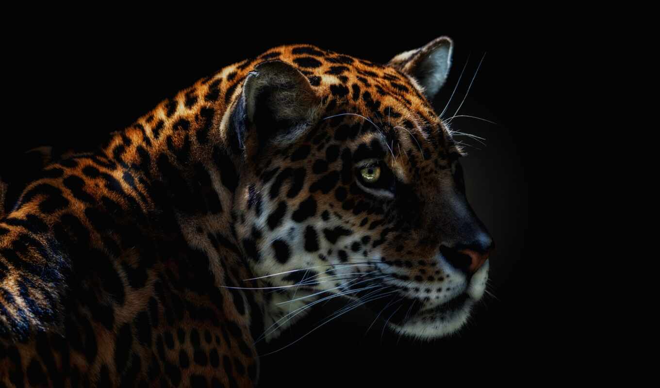 фон, кот, jaguar, чёрн, элегантность, жарка, креб, фотоягуар