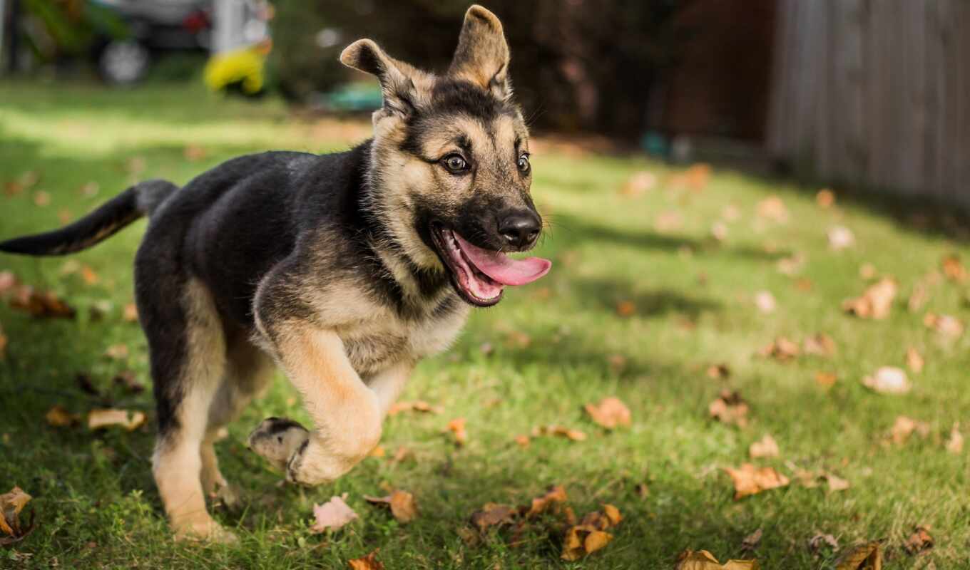 dog, puppy, awesome, german