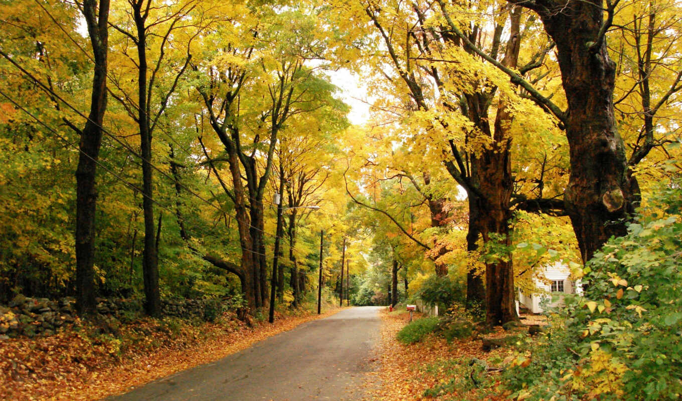 природа, facebook, изображение, background, share, yellow, autumn, leaves, kapak, fotoğrafları, zaman, seasons