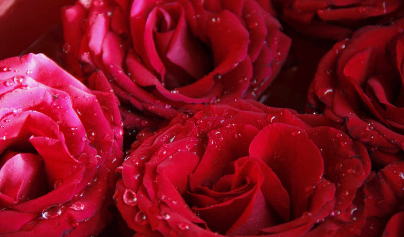 цветы, background, pictures, roses