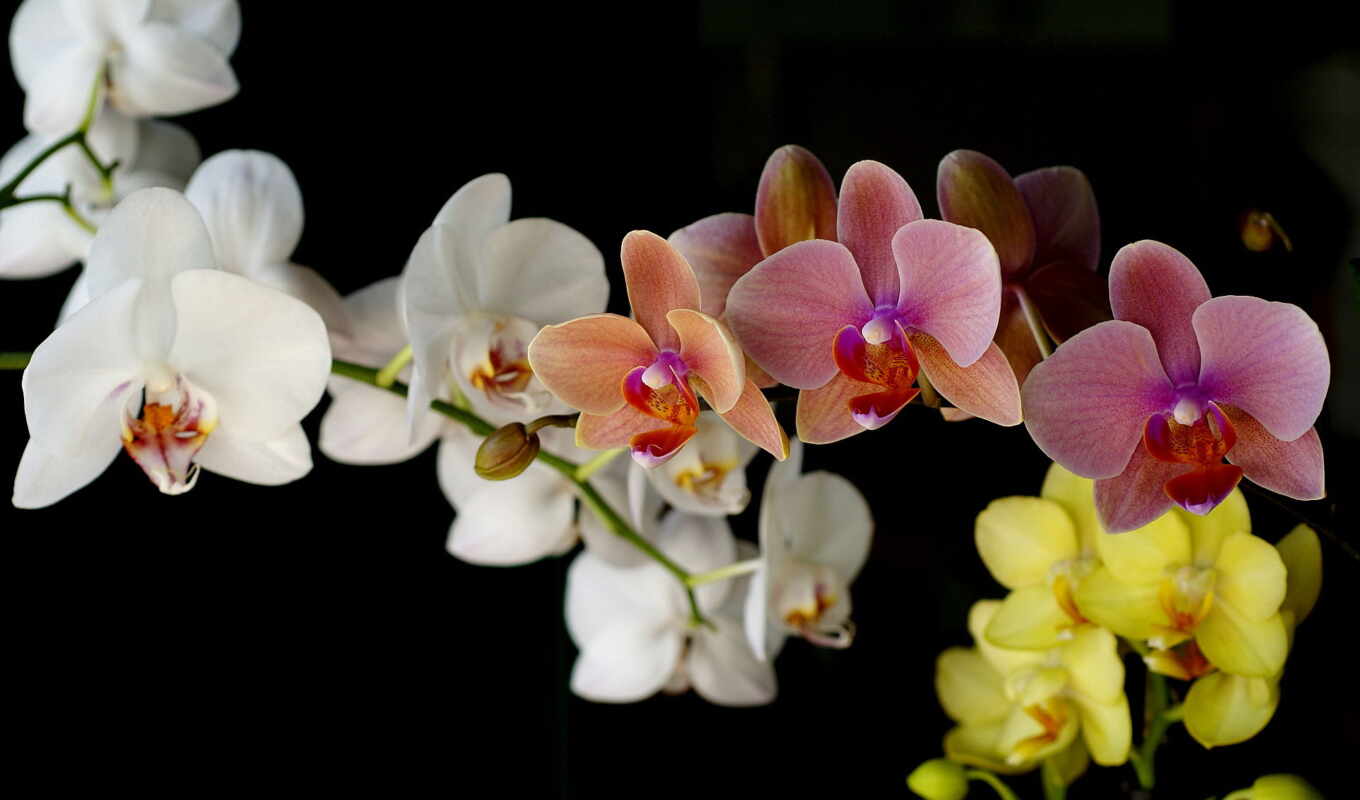 vector, background, for, screen, flores, image, white, orquídeas