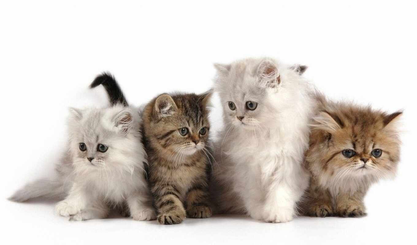 кот, кошки, котята, кошек, tatyana, петербурге, душ, красоткинко, котокафе, аатолевна