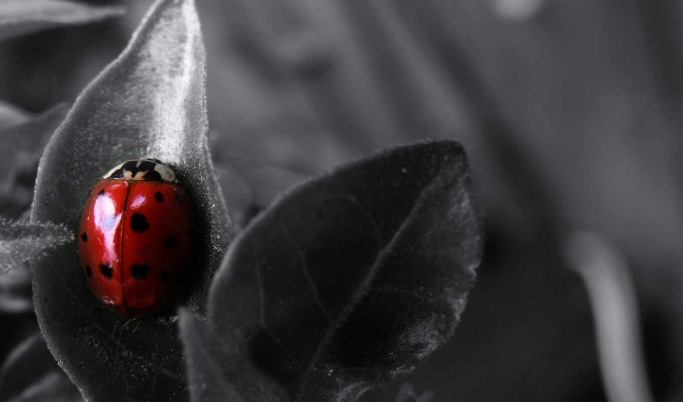 desktop, black, цветы, насекомое, ladybug