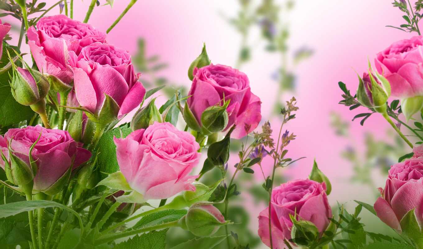 rose, day, congratulation, schoolgirl, tatyana, postcard, tatiyan, dnee