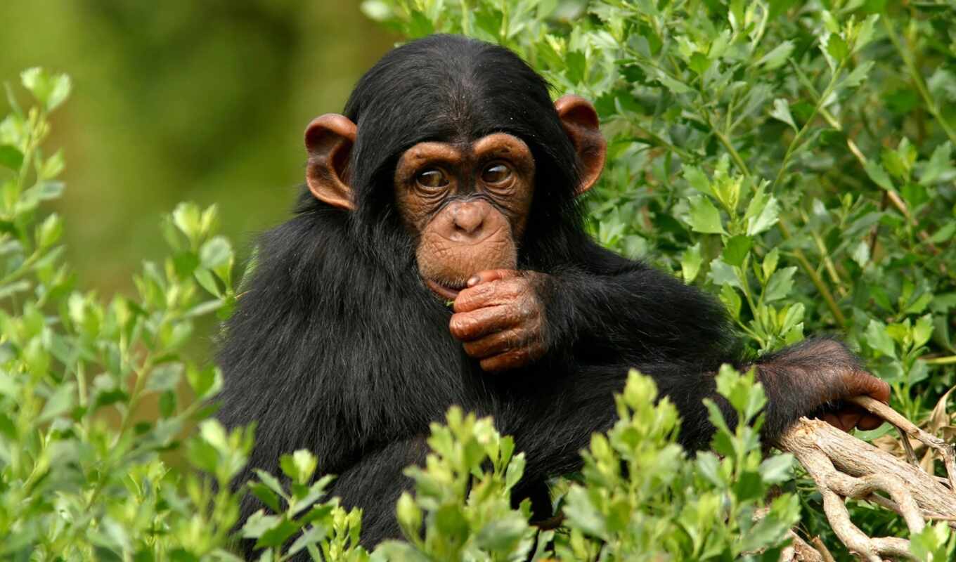 обезьяна, animal, шимпанзе, сонник