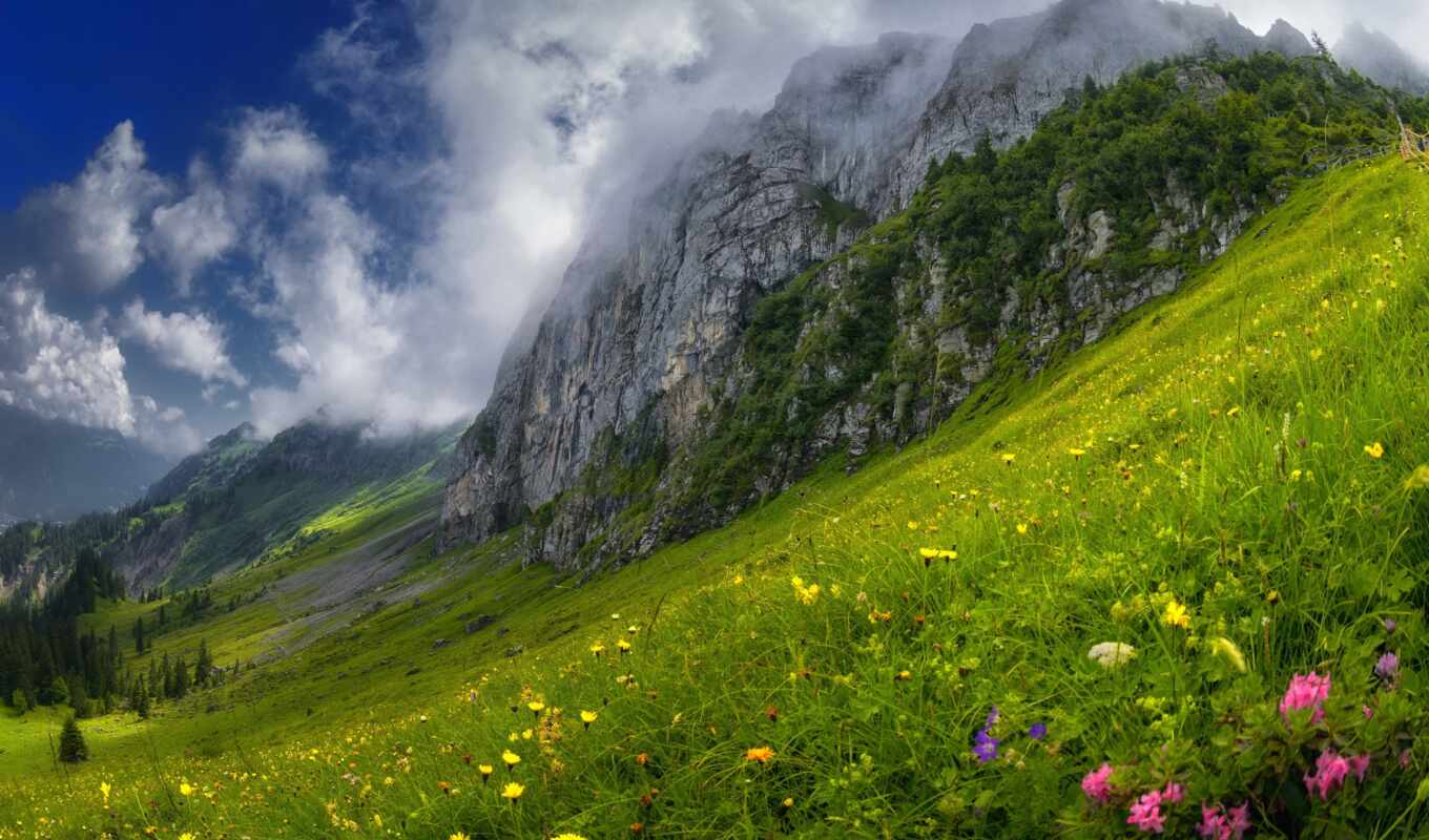цветы, погода, трава, лес, гора, облако, альпы, склон, alpine, луг