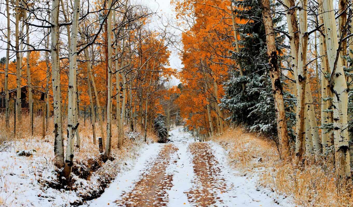 дерево, снег, лес, осень, дорогой
