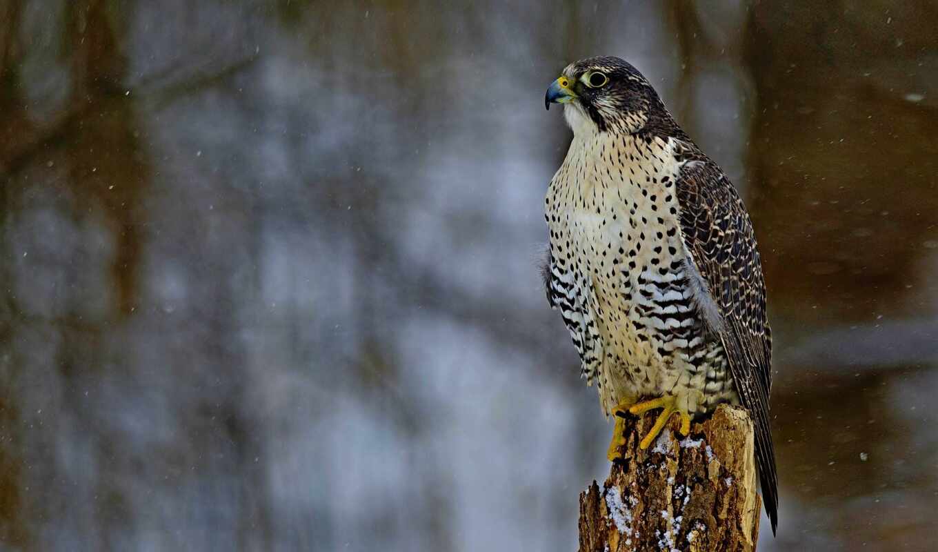 cool, птица, falcon