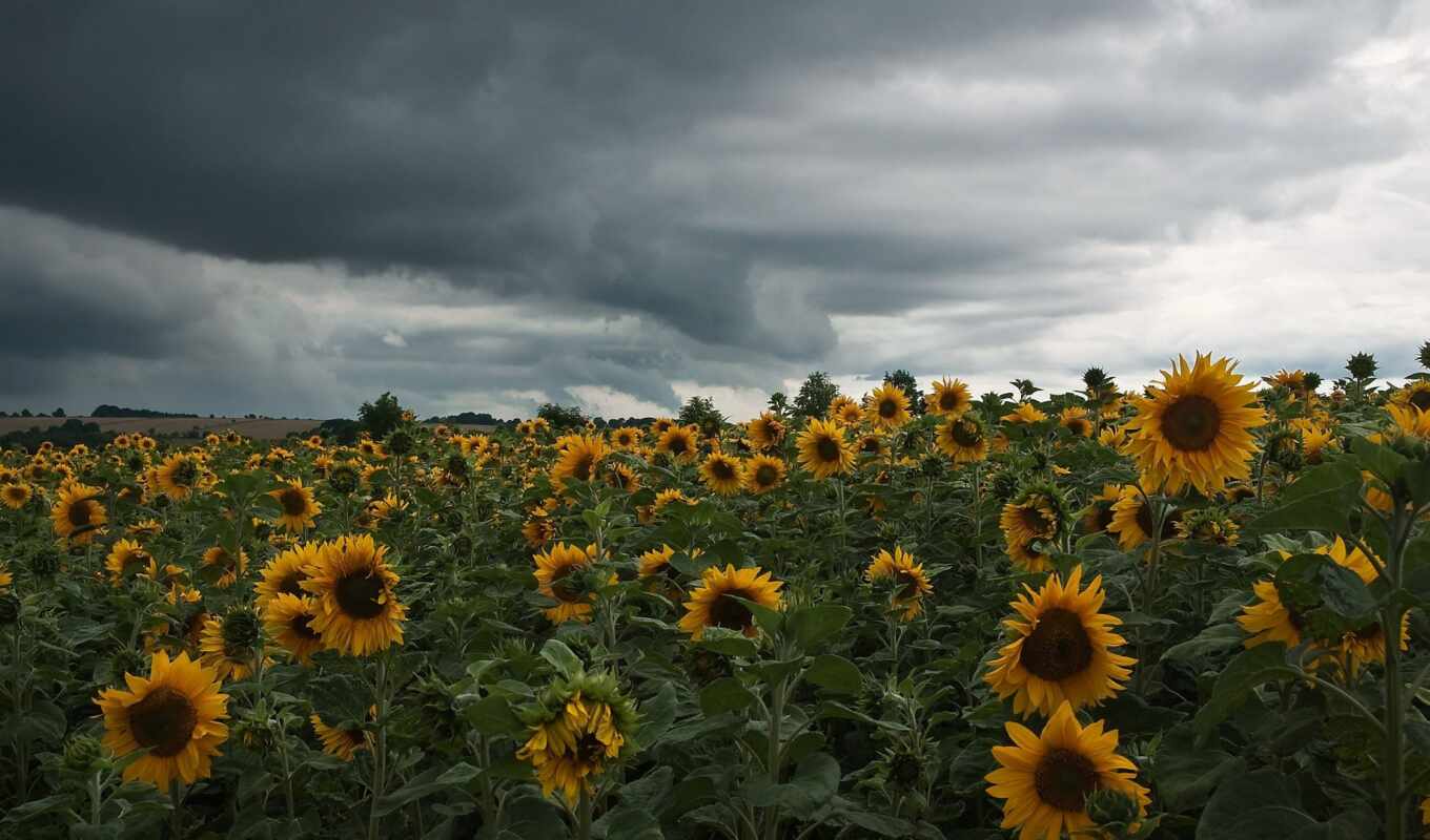 field, sunflower, fonstolaoboi