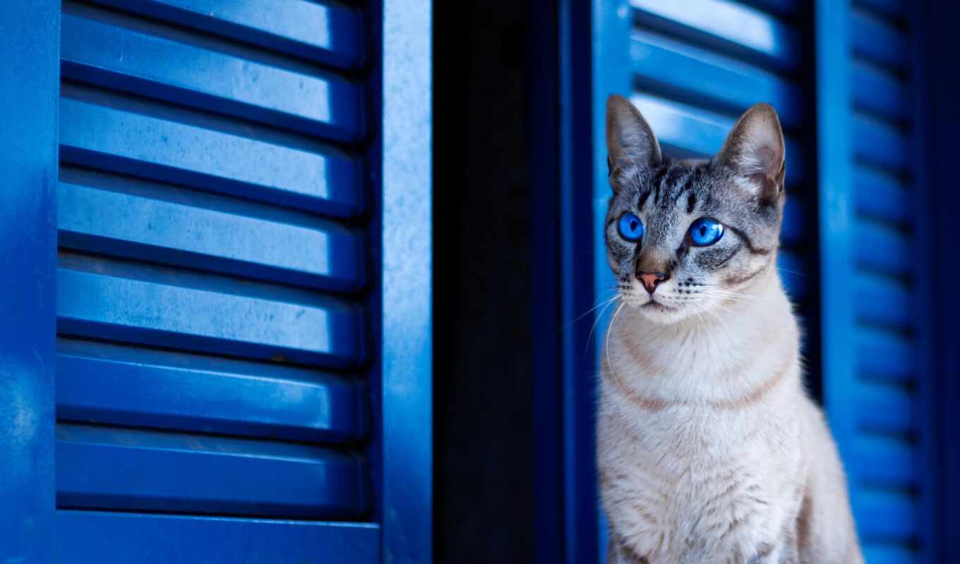photo, blue, background, eye, cat