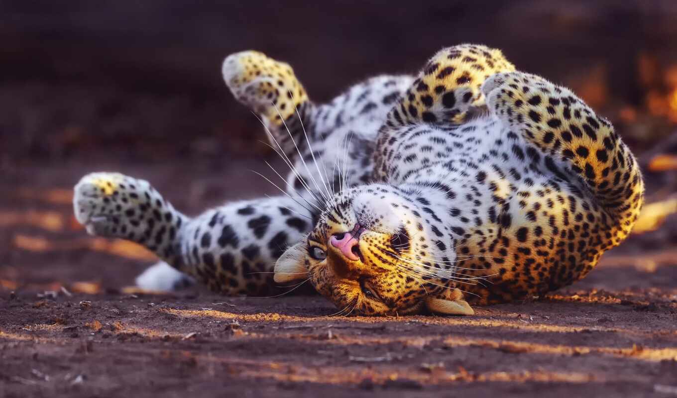 cat, big, leopard, animal, cheetah, mood, games