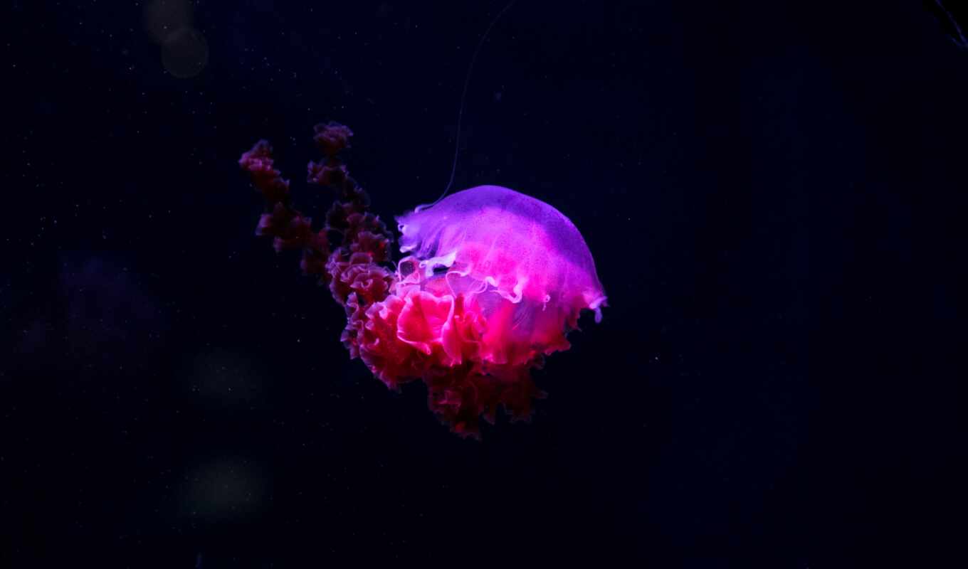 water, море, deep, ocean, animal, jellyfish, jelly, underwater