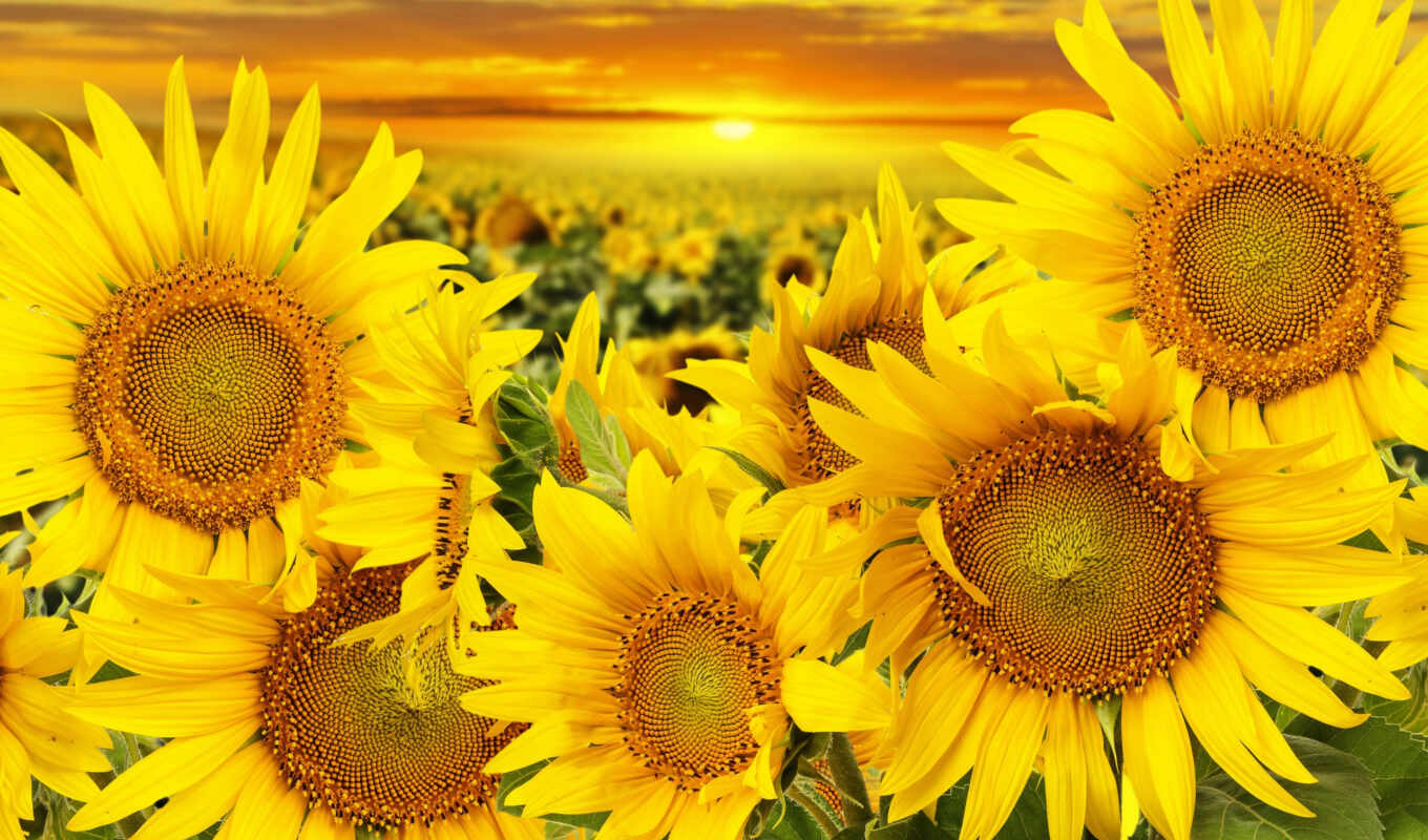 photo, with, nature, stock, field, sunflowers, ♪, sunflowers
