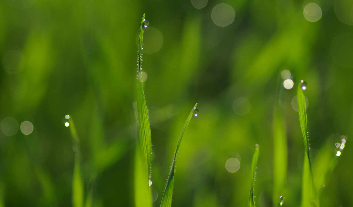 with, grass, water, ago, years, drops, wet, bokeh, pink, drawings, grass