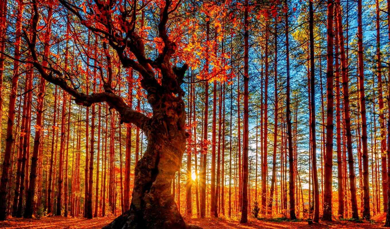 sun, forest, autumn, foliage, through, trees, pine, oak, lighting, breaking through