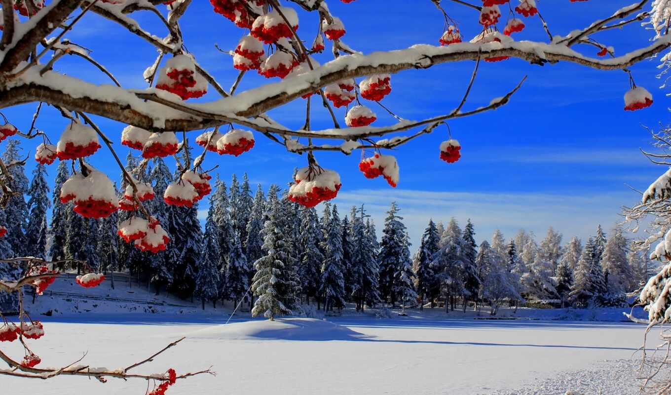 nature, snow, winter, trees, eli, branches, berries, ashberry, kalina