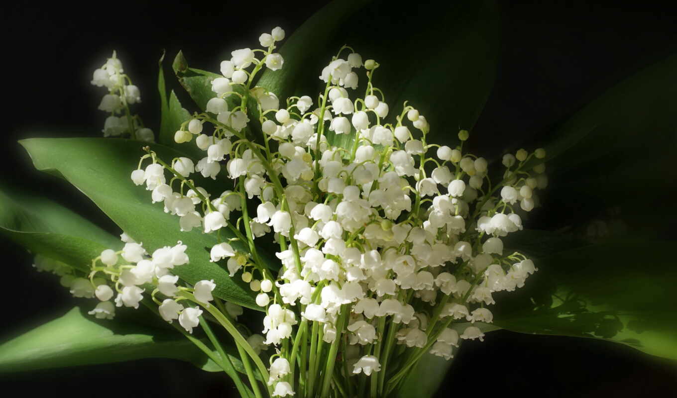 flowers, high, characteristics, lilies of the valley, bouquet, netherlands