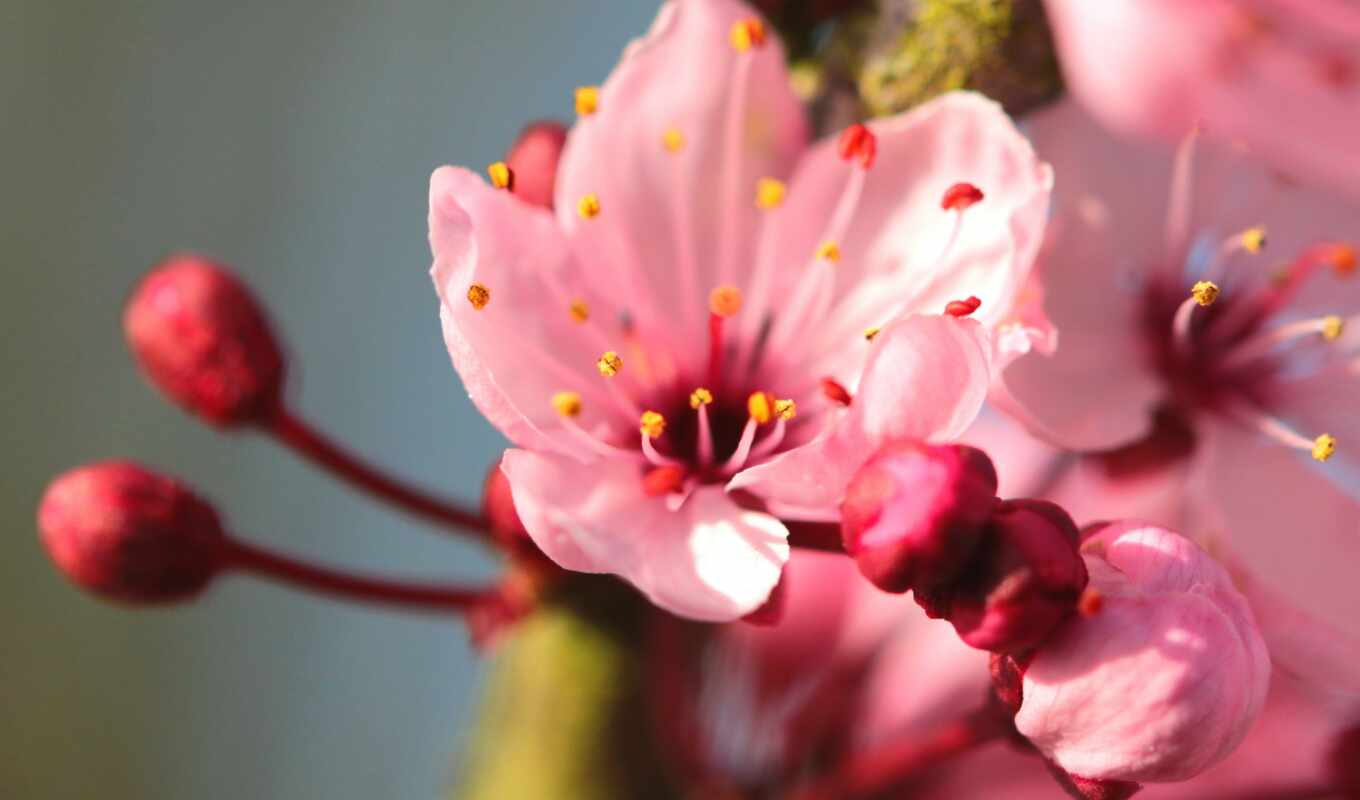 pink, spring, cvety, branch