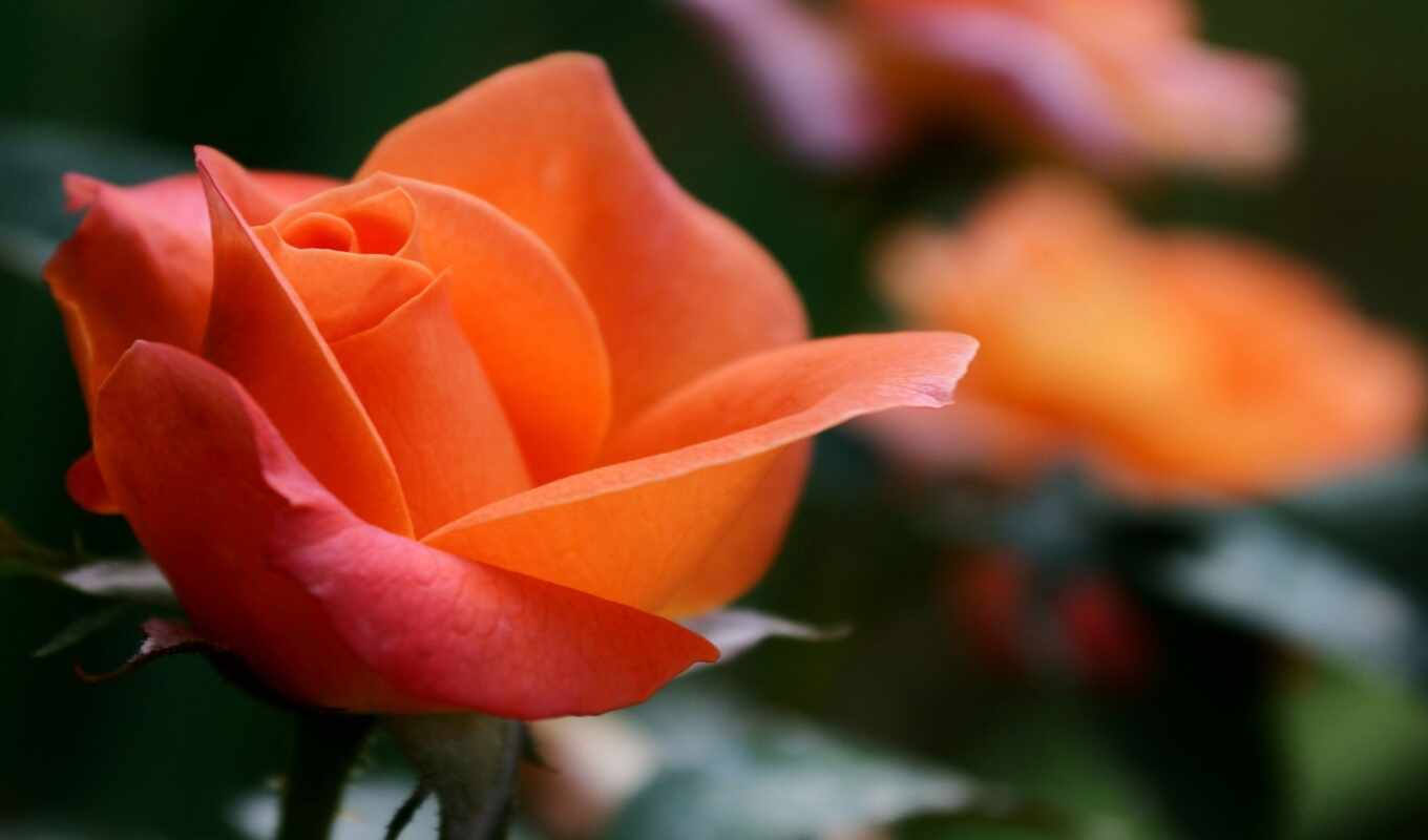 цветы, роза, free, pinterest, оранжевый