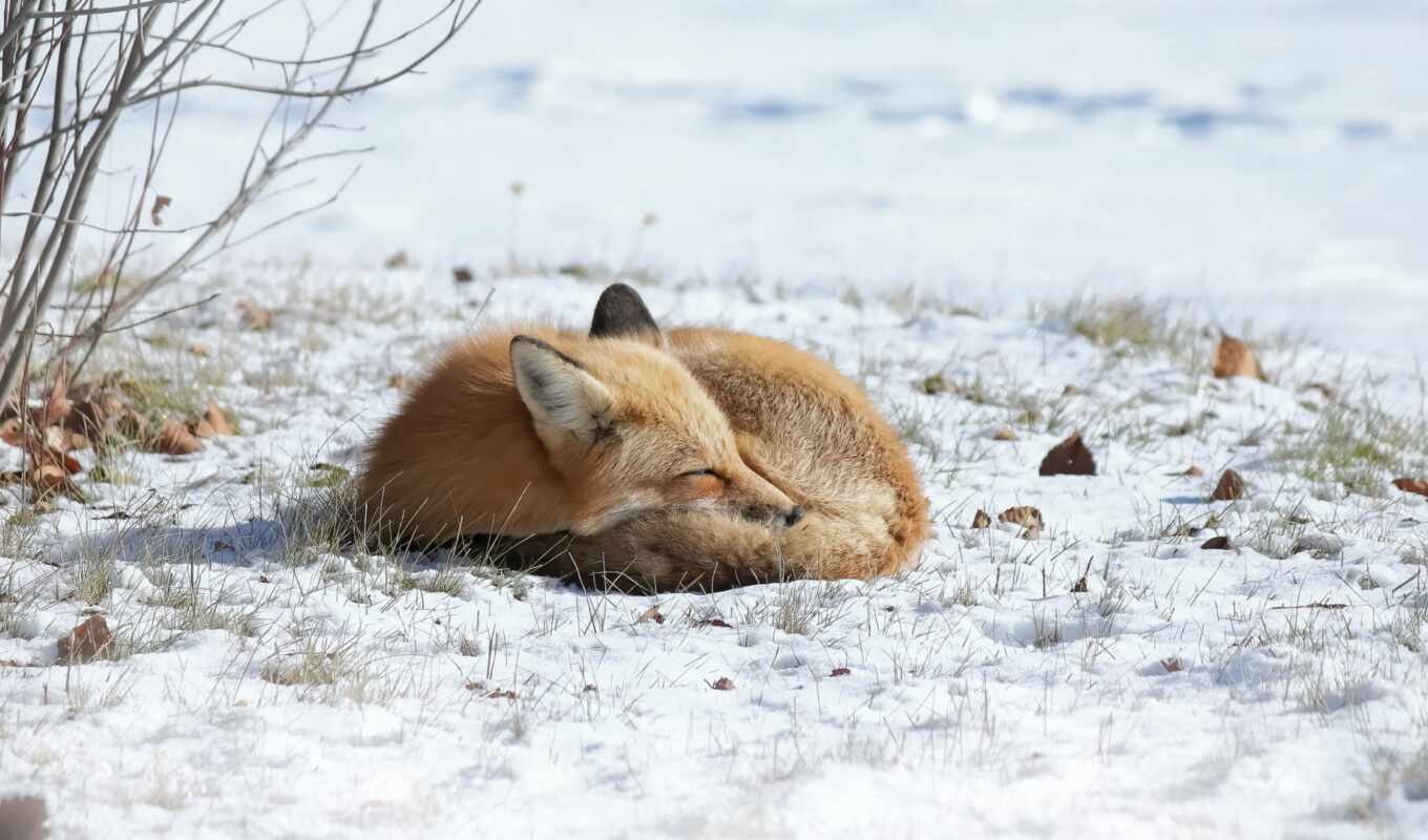 winter, animals, fox, tablet, sleep, animal, two, tag, snow, background image, fuch