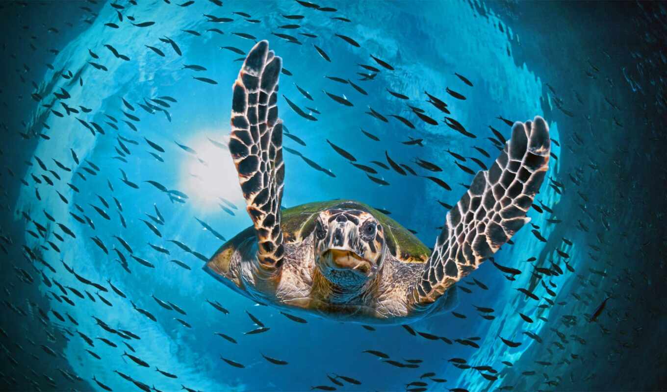 great, turtle, reef, barrier