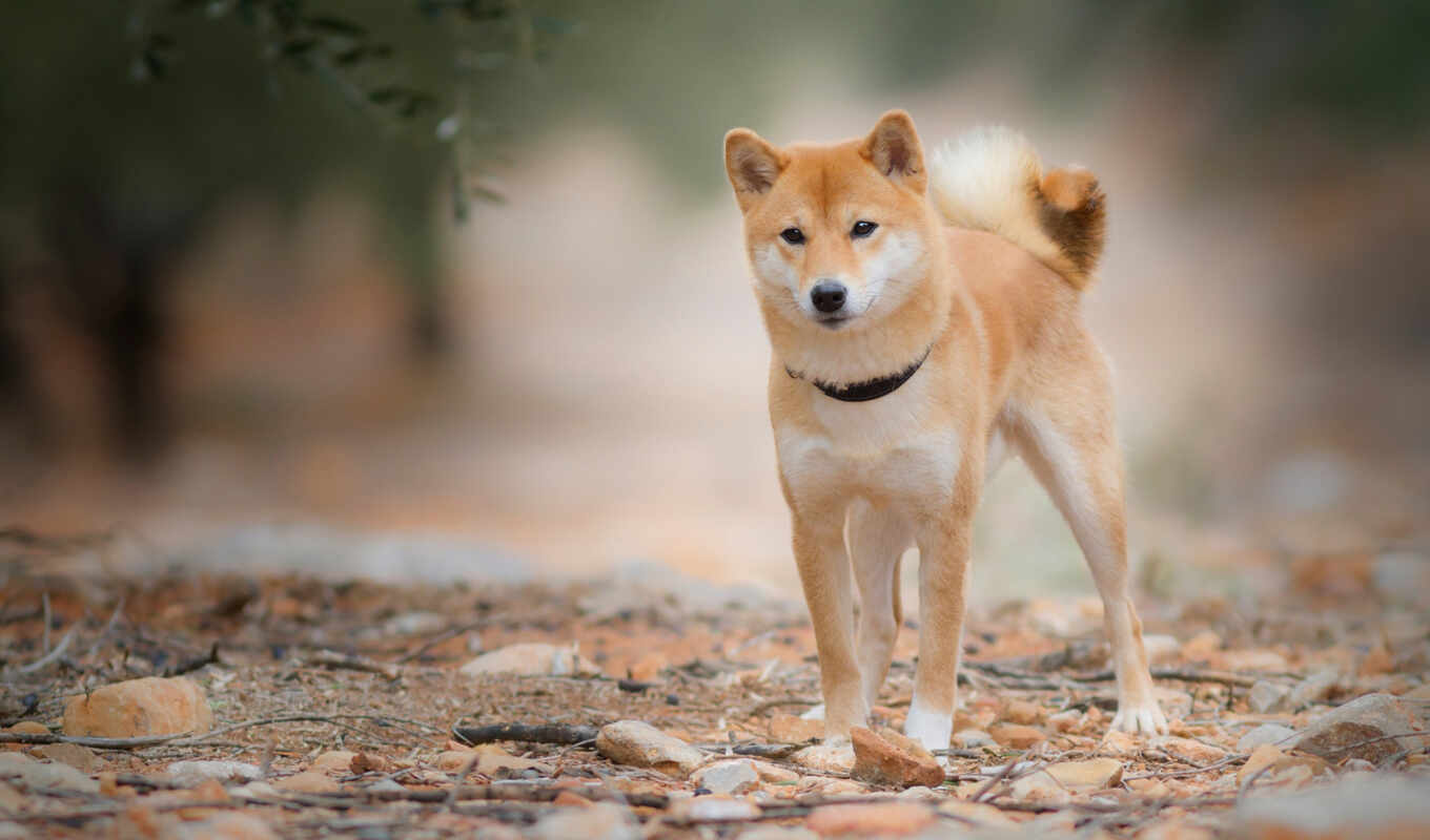 a, dog, red, little, breed, akita, husky, pohozhii