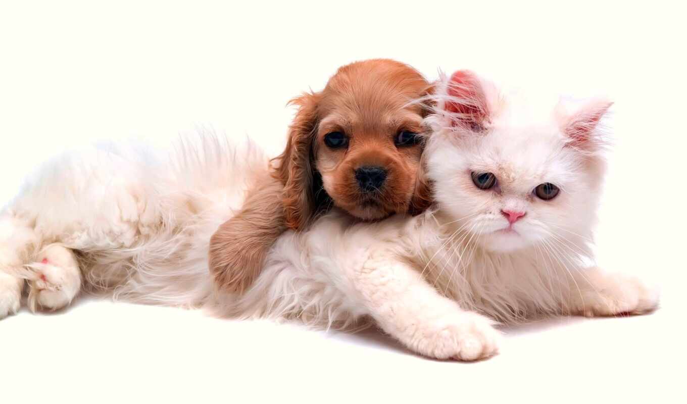 white, cat, dog, brown, puppy, kitty, animal, persian