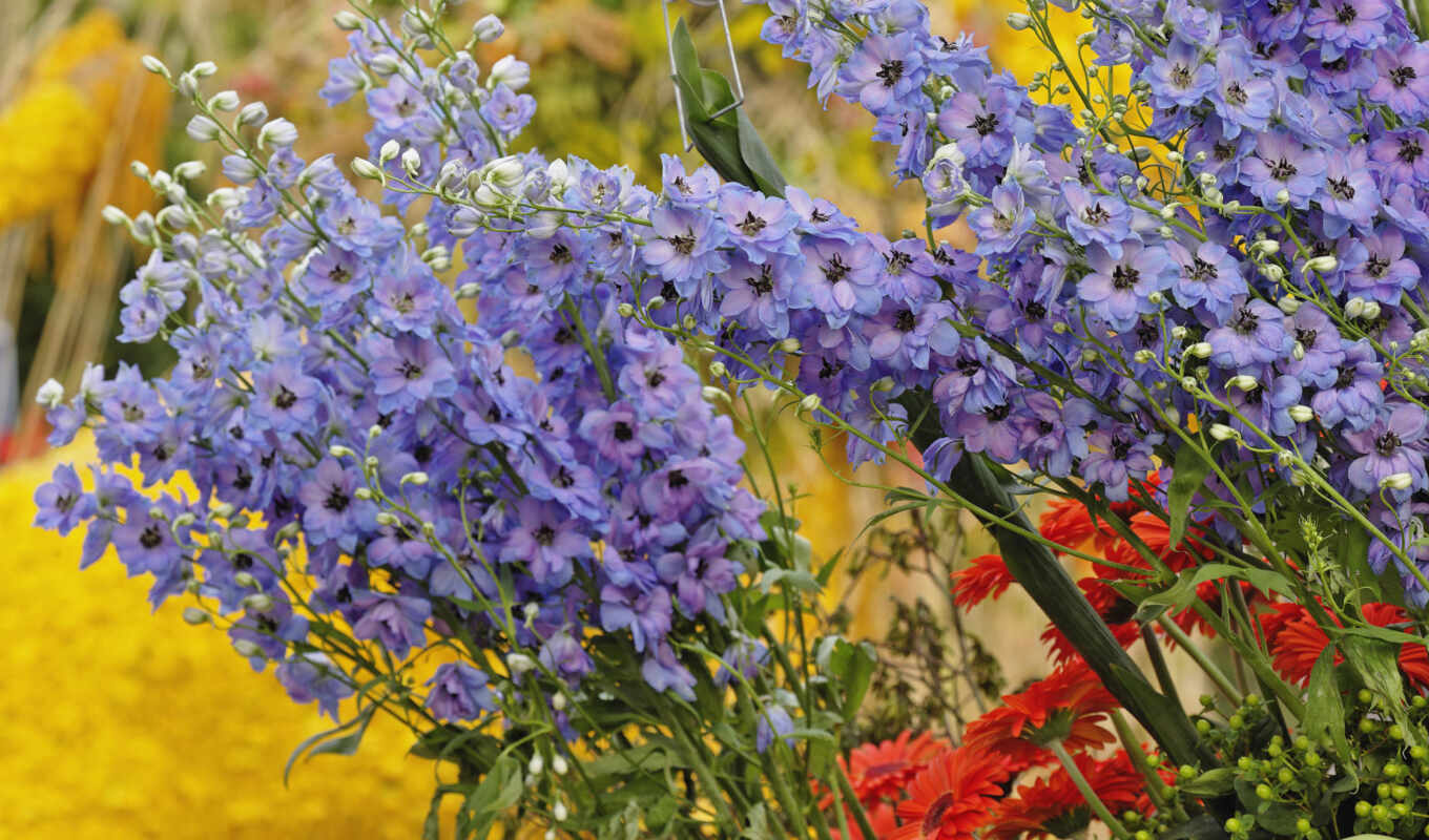 природа, цветы, purple, yellow, bonito, peakpxpage