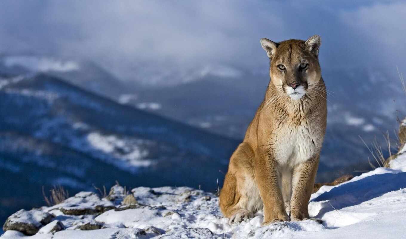 nature, lion, snow, winter, mountain, animal, puma, cougar