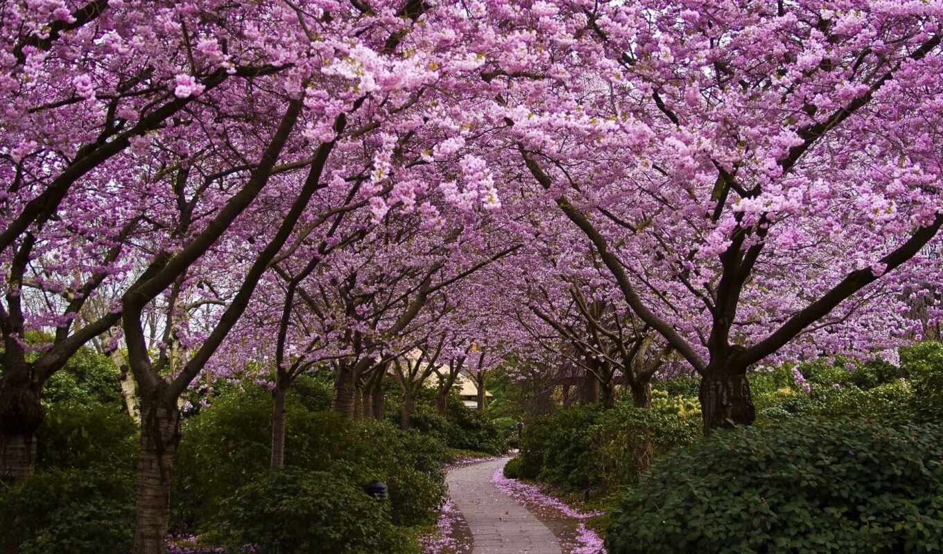цветы, широкоформатные, Сакура, japanese, цветение, park, trees, аллея