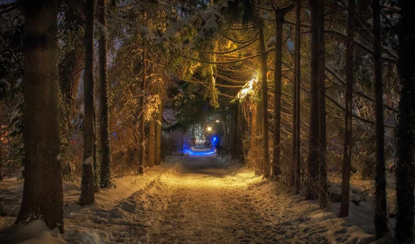 nature, light, night, winter, forest, road, tunnel, forests
