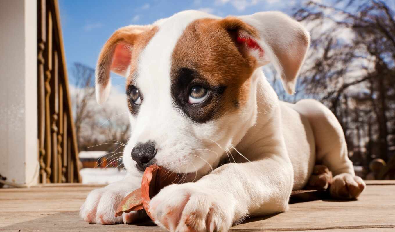 mix, puppy, dogs, pupils, boxer, pit bull, pit bull