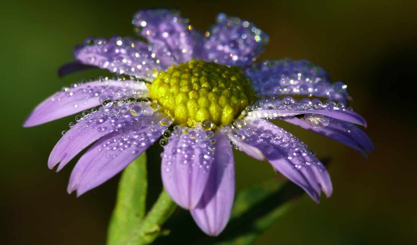 flowers, blossom, cvety, dew, waters, droplets