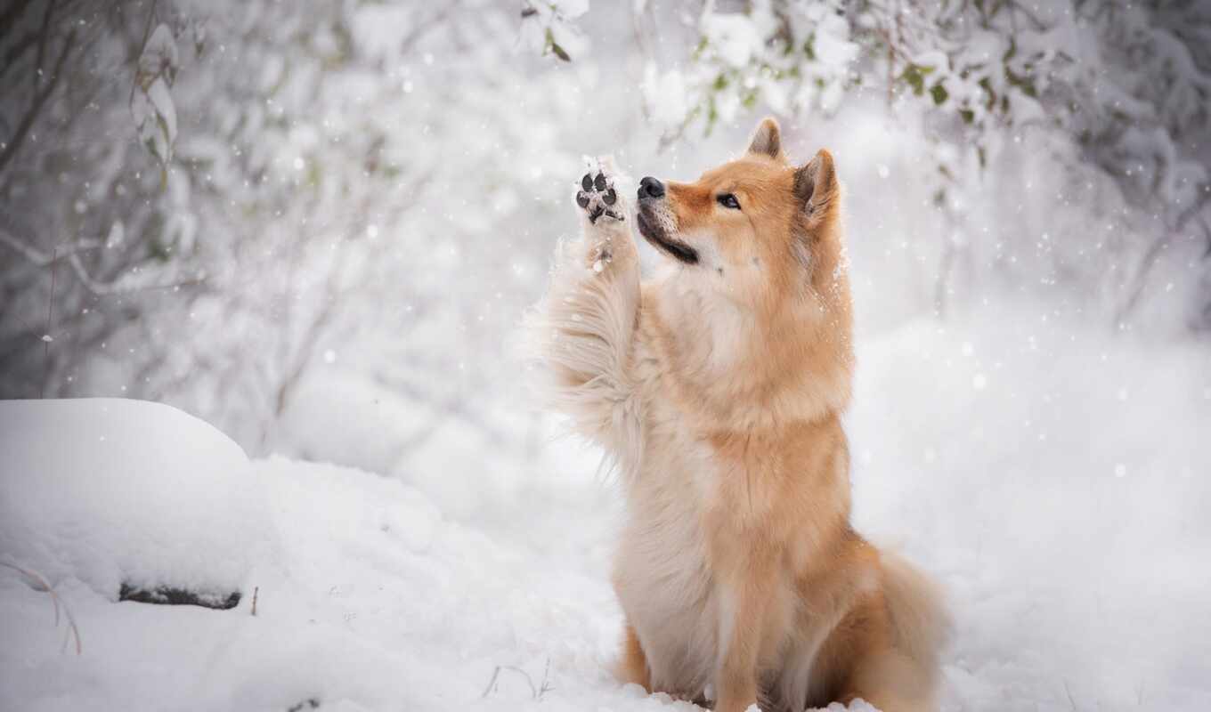 картинка, red, снег, winter, собака, ветви, goodfon, снегопад, eurasier