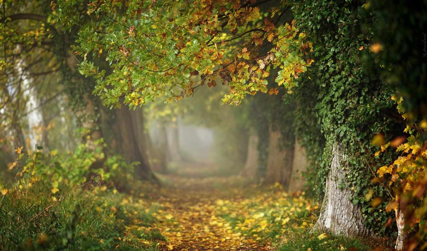 природа, дерево, осень, дуб, fore