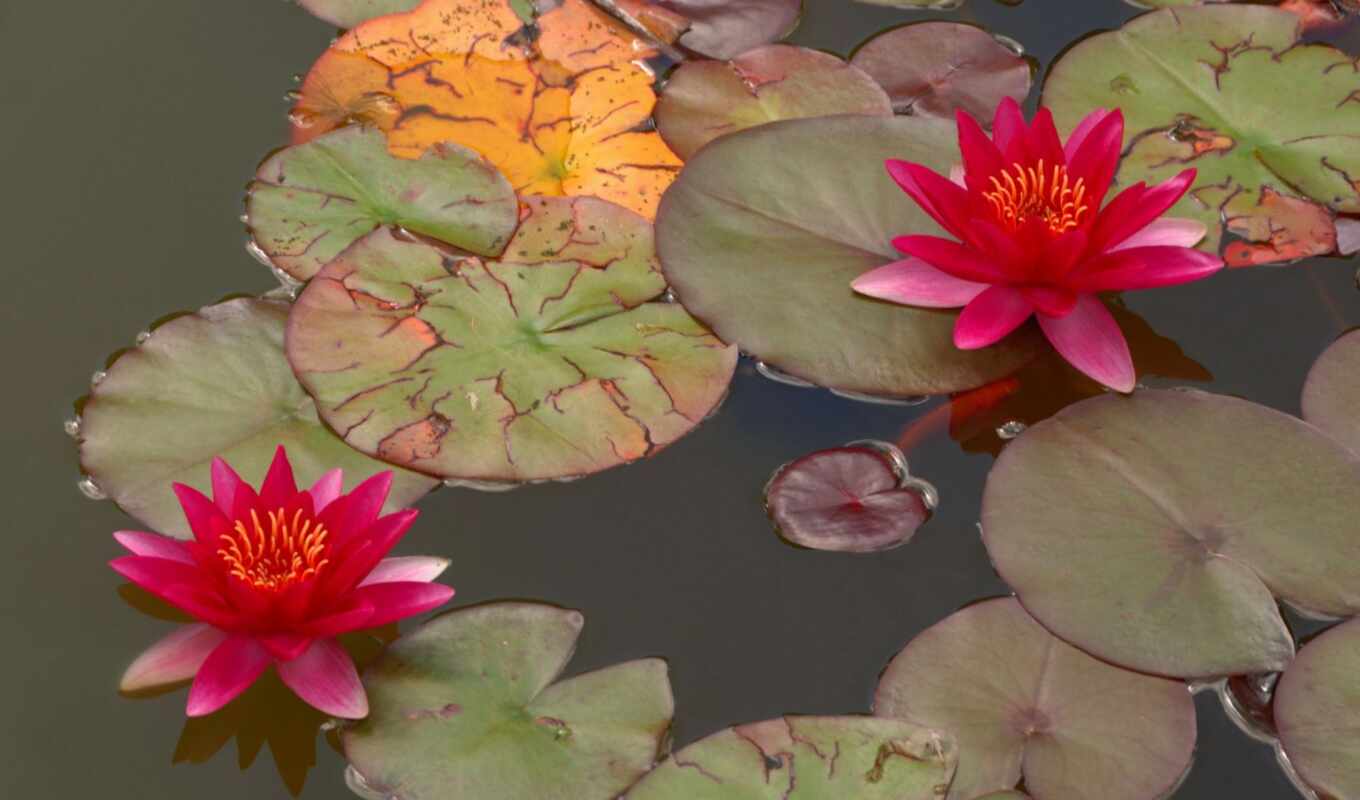 water, petal, plant, lotus, family, vegetation, sacred