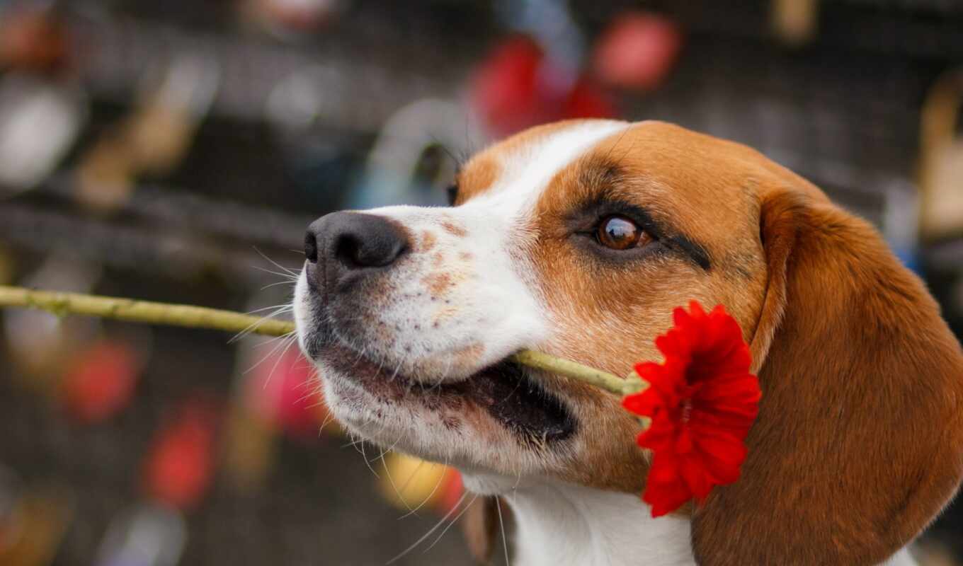 собака, beagle