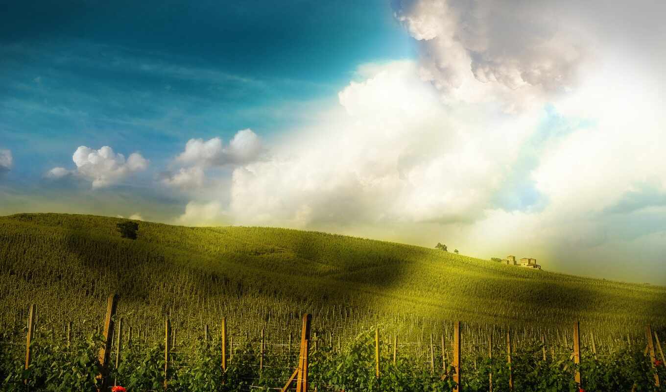 природа, плантация, vineyard