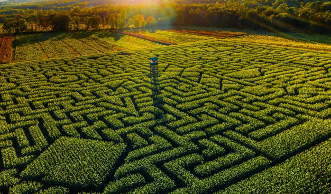 labyrinth, corn
