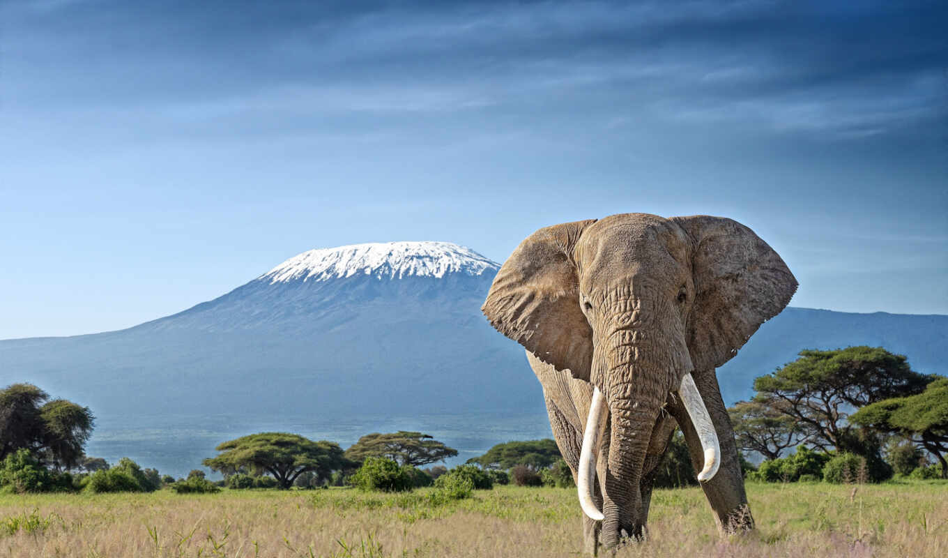 elephant, animal, screen, kilimanjaro, elefante