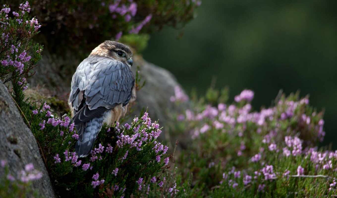 flowers, stone, grass, predator, bird, animal, falcon, sparrowhawk