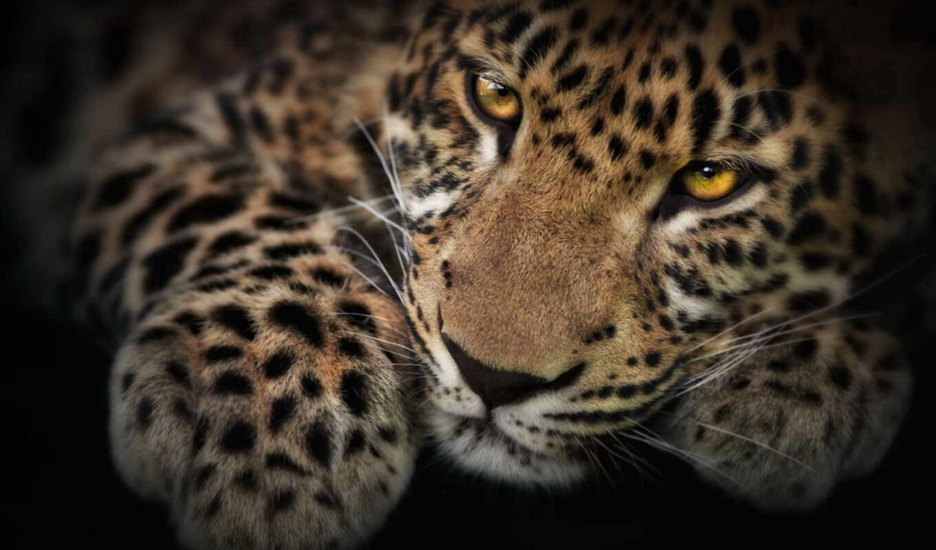 eyes, cat, leopard, predator, animal, shadow