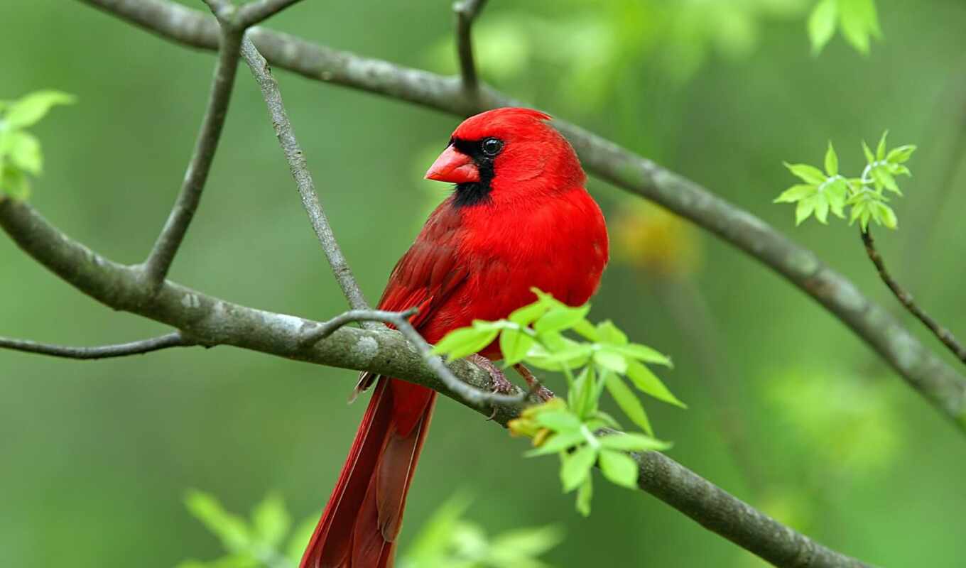 much, bird, wild, Cardinal, pet