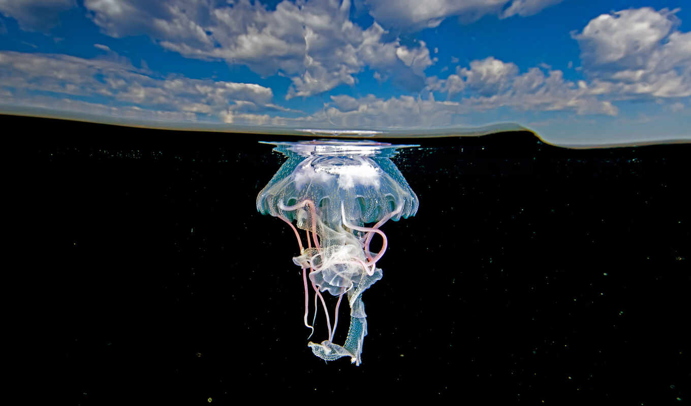 море, mexico, jellyfish