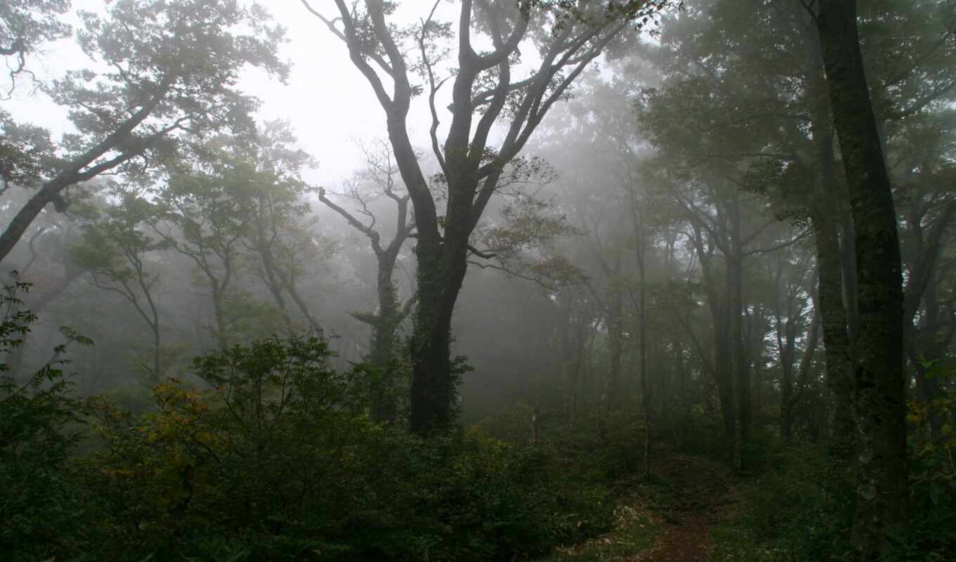 trees, forest, dark, fog, mystique