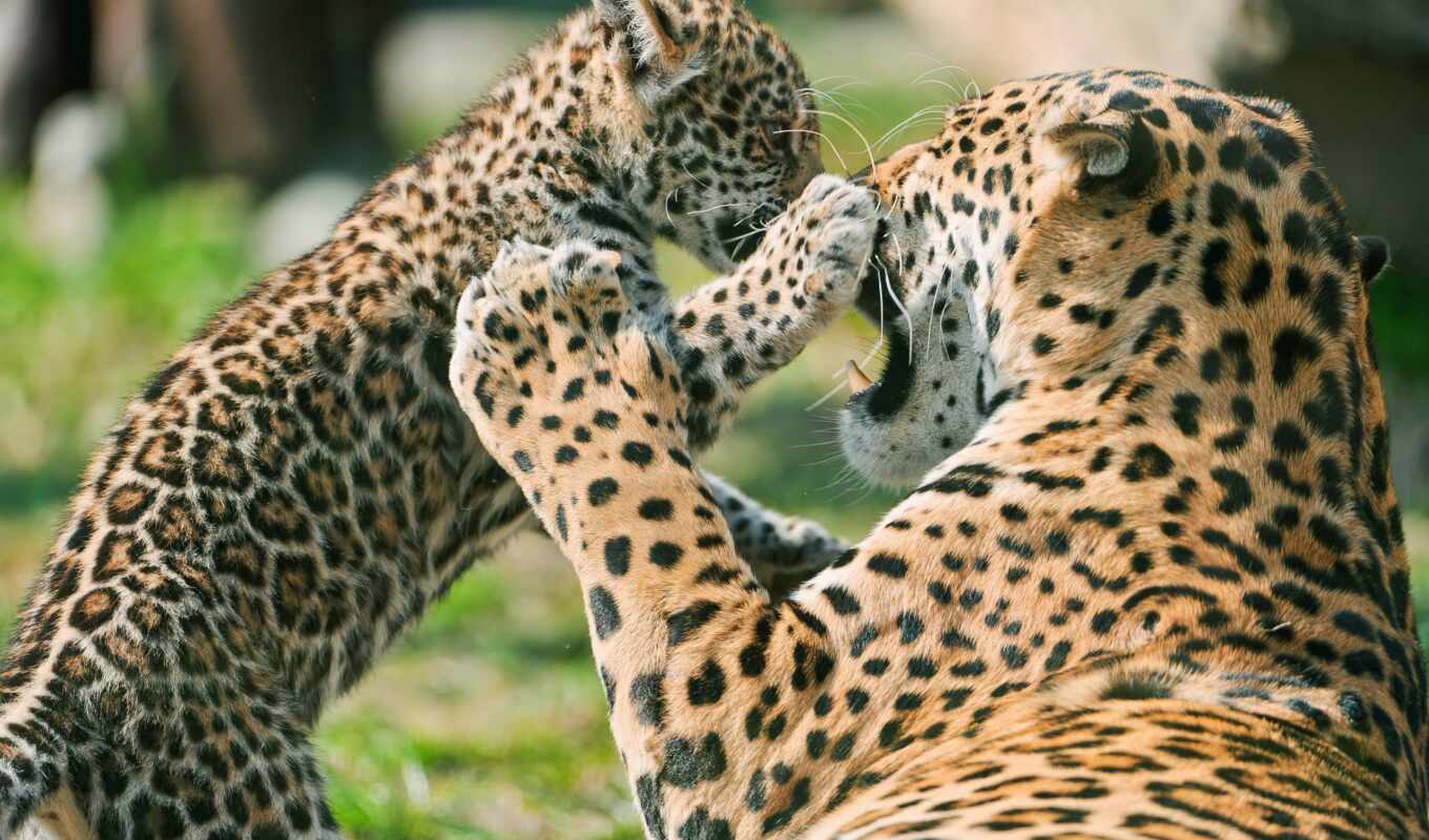 pictures, детёныш, jaguar, ягуара, матерью