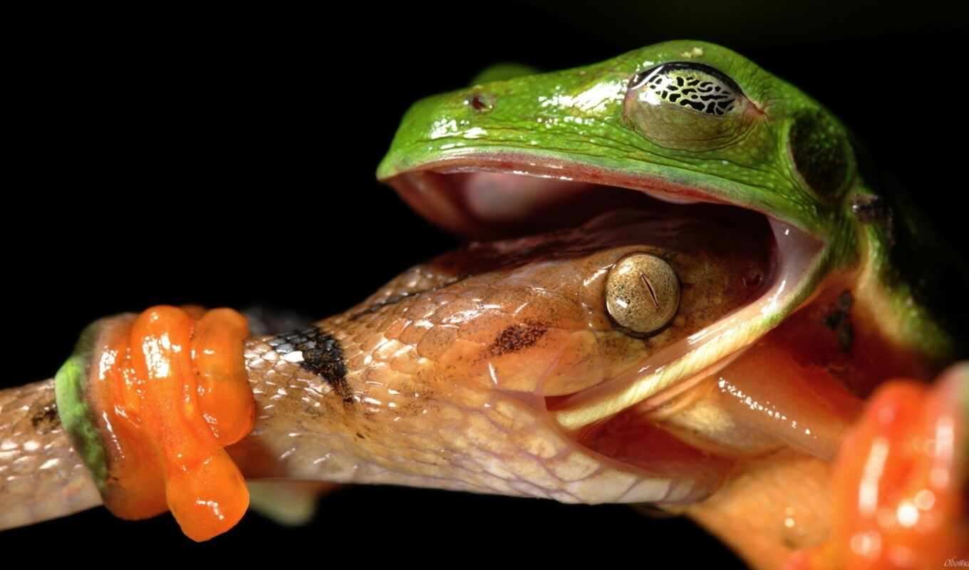 macro, frog, snake, zhivotnye, bitten, frog