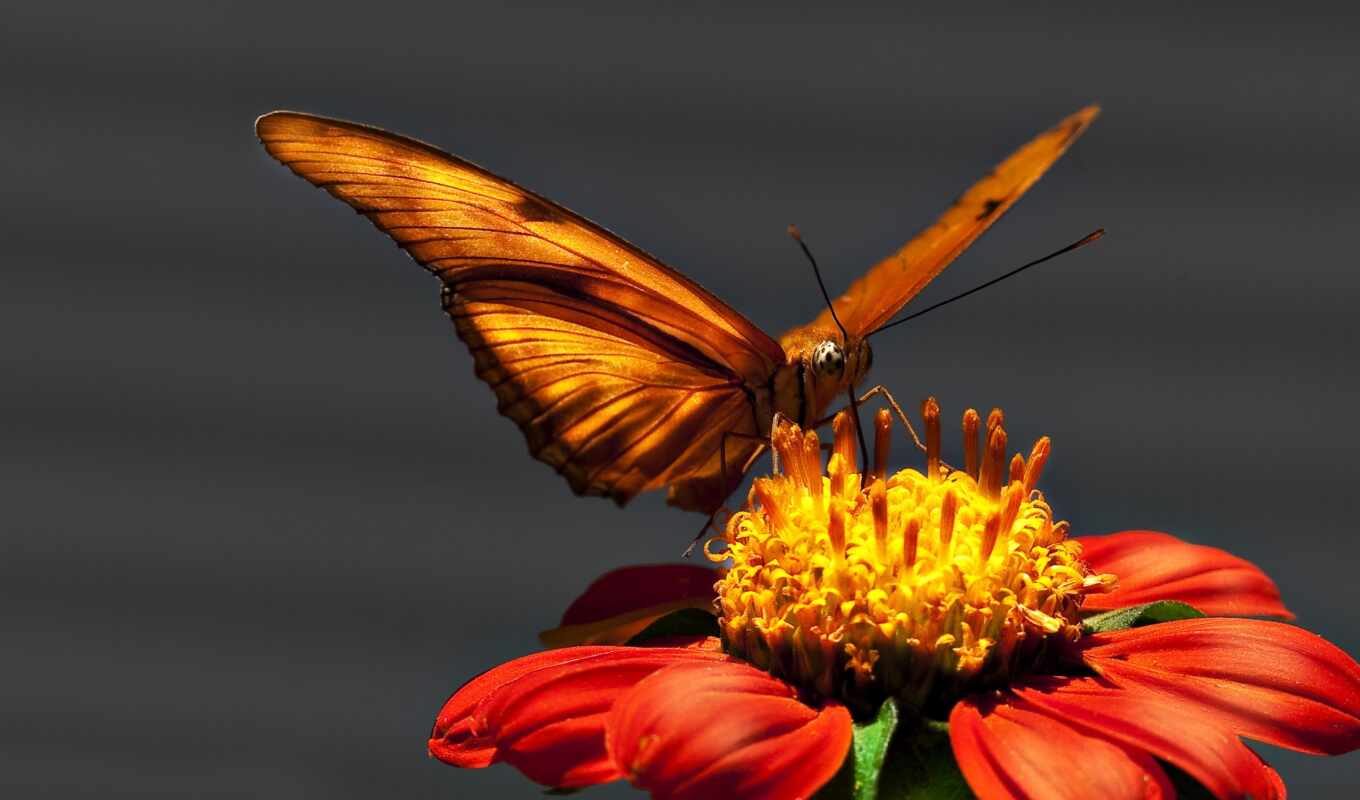 качества, макро, полет, красивые, бабочка, million, красивый, cvety, хорошего, случайные, крылья