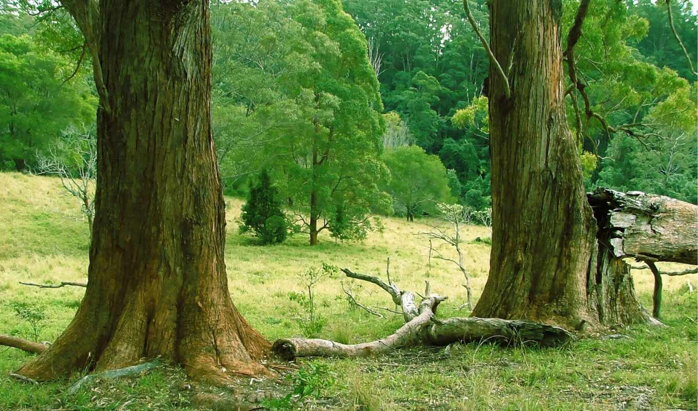naturaleza, bosque, tronco